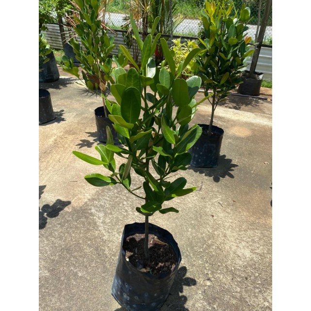 [Pre-Order] Garcinia subelliptica (Happiness Tree) (1.2m to 1.5m height)