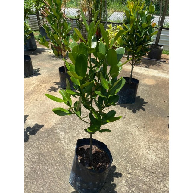 Garcinia subelliptica (Happiness Tree) (1.0m to 1.5m height)