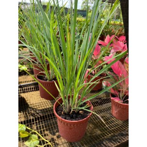 Cymbopogon Citratus (Lemon Grass)