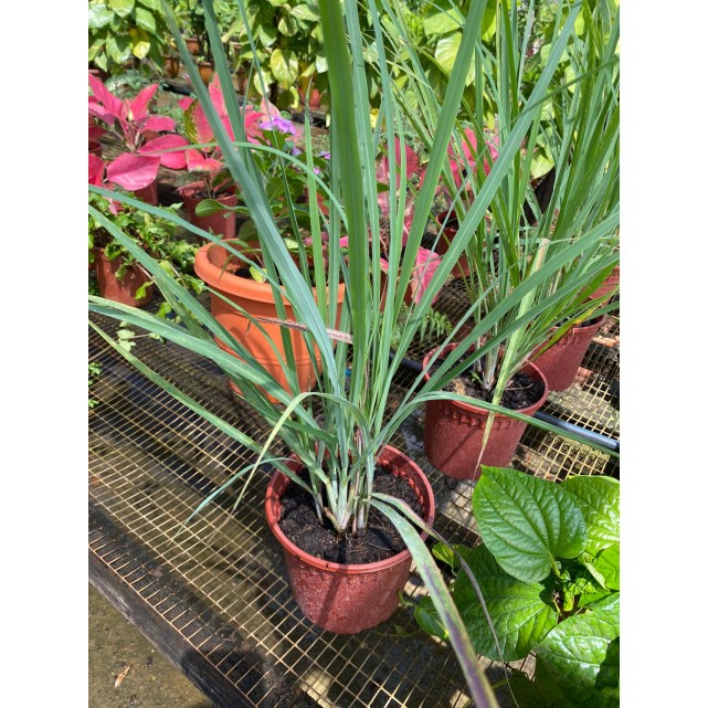 Cymbopogon Citratus (Lemon Grass)