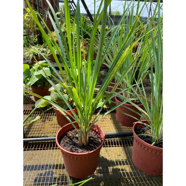 Cymbopogon Citratus (Lemon Grass)