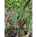 Cymbopogon Citratus (Lemon Grass)