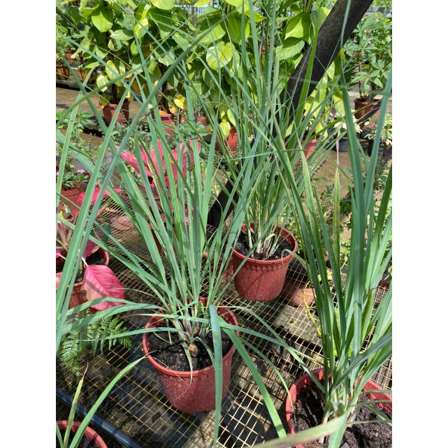 Cymbopogon Citratus (Lemon Grass)