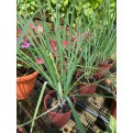 Cymbopogon Citratus (Lemon Grass)