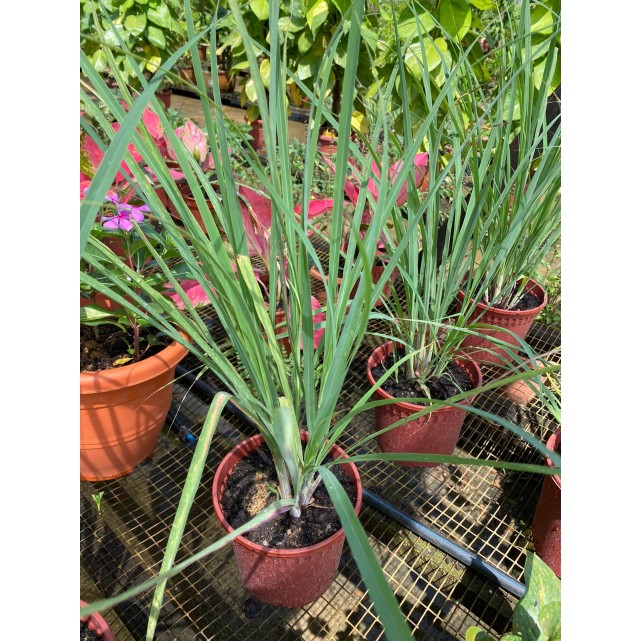 Cymbopogon Citratus (Lemon Grass)