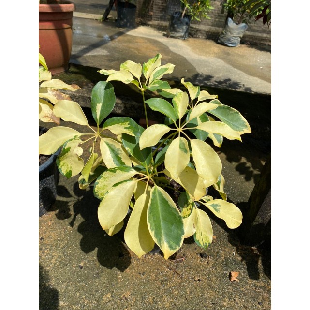Schefflera Arboricola Cultivar (Yellow Umbrella Plant)