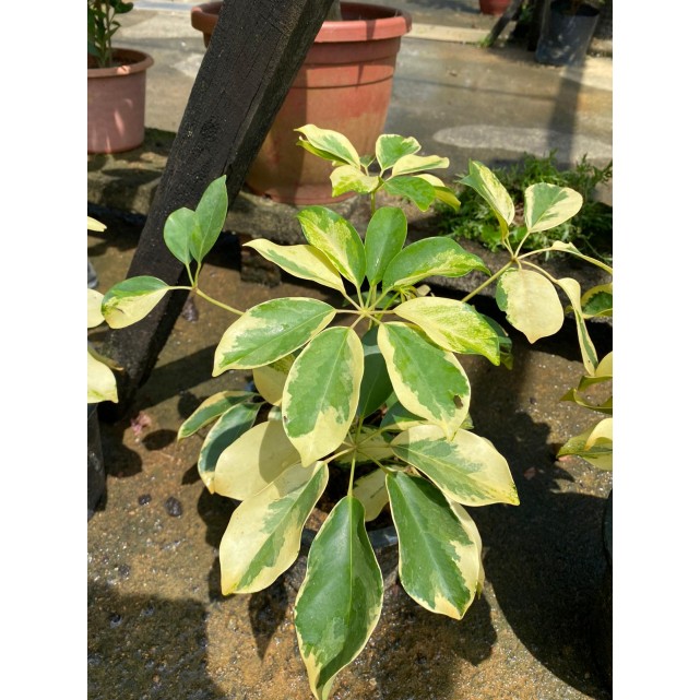 Schefflera Arboricola Cultivar (Yellow Umbrella Plant)