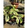 Schefflera Arboricola Cultivar (Yellow Umbrella Plant)