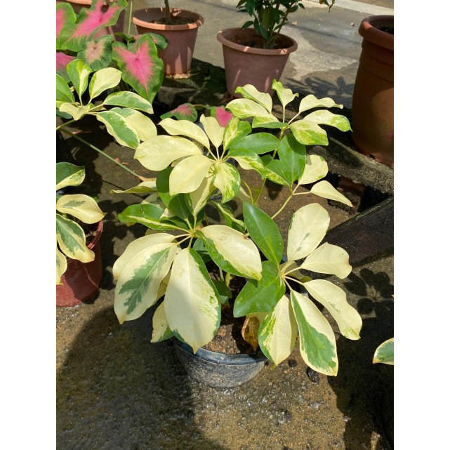 Schefflera Arboricola Cultivar (Yellow Umbrella Plant)