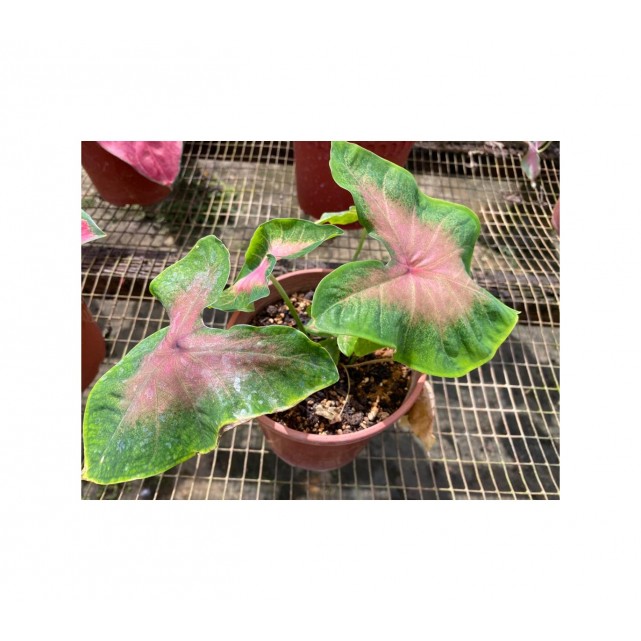 Caladium bicolor (Heart of Jesus / Angel Wings)