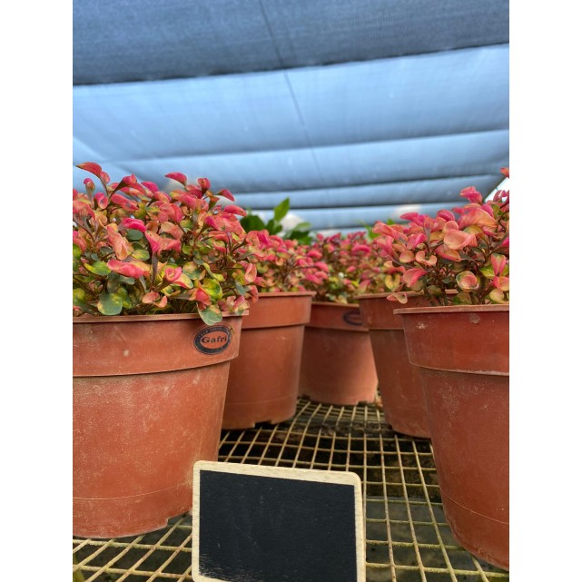 Alternanthera Cultivar