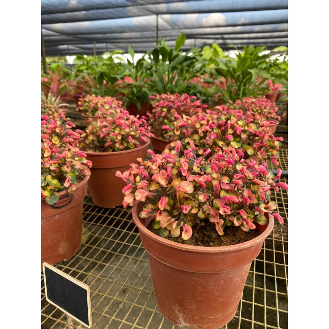 Alternanthera Cultivar