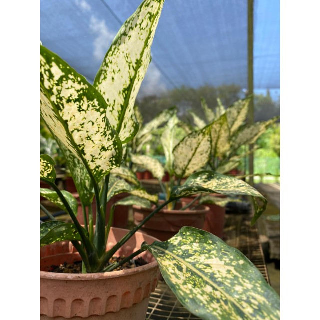 Aglaonema 'Snow White'