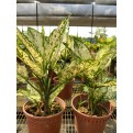 Aglaonema 'Snow White'