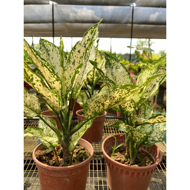 Aglaonema 'Snow White'
