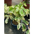 Schefflera Arboricola Cultivar (Yellow Umbrella Plant)