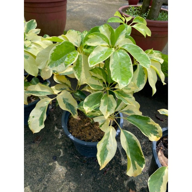 Schefflera Arboricola Cultivar (Yellow Umbrella Plant)