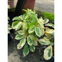 Schefflera Arboricola Cultivar (Yellow Umbrella Plant)