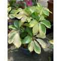 Schefflera Arboricola Cultivar (Yellow Umbrella Plant)