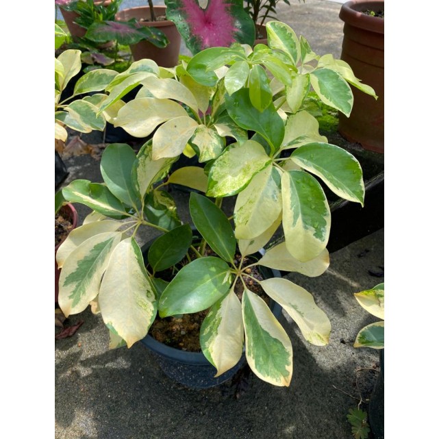 Schefflera Arboricola Cultivar (Yellow Umbrella Plant)
