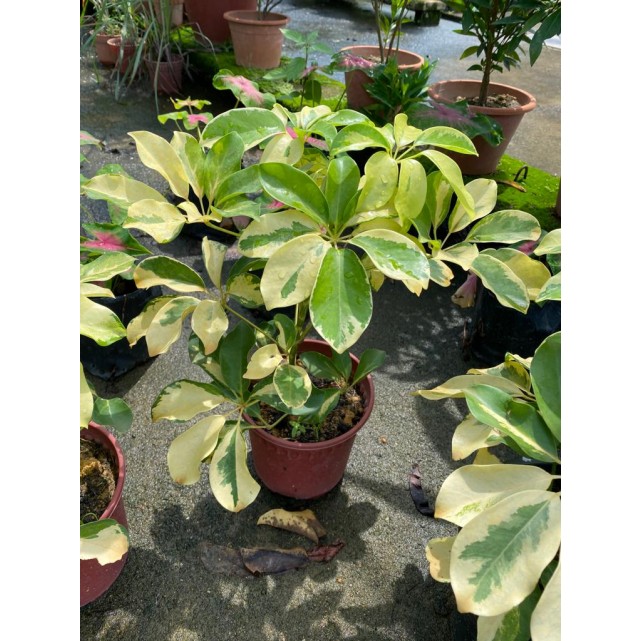 Schefflera Arboricola Cultivar (Yellow Umbrella Plant)