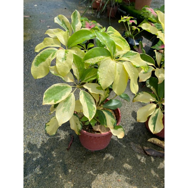Schefflera Arboricola Cultivar (Yellow Umbrella Plant)