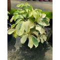 Schefflera Arboricola Cultivar (Yellow Umbrella Plant)