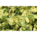 Schefflera Arboricola Cultivar (Yellow Umbrella Plant)