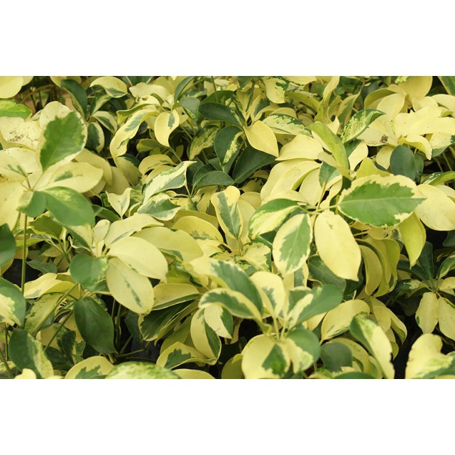 Schefflera Arboricola Cultivar (Yellow Umbrella Plant)