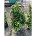 Syzygium myrtifolium / Eugenia oleina (1.0m to 1.1m height)