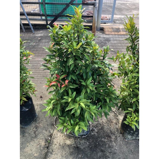 Syzygium myrtifolium / Eugenia oleina (1.0m to 1.1m height)