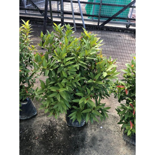 Syzygium myrtifolium / Eugenia oleina (1.0m to 1.1m height)