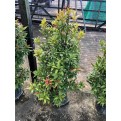 Syzygium myrtifolium / Eugenia oleina (1.0m to 1.1m height)