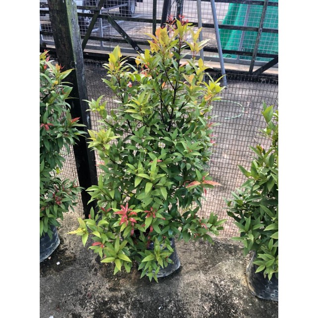 Syzygium myrtifolium / Eugenia oleina (1.0m to 1.1m height)