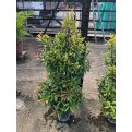 Syzygium myrtifolium / Eugenia oleina (1.0m to 1.1m height)