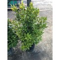 Syzygium myrtifolium / Eugenia oleina (1.0m to 1.1m height)