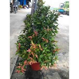 Syzygium myrtifolium / Eugenia oleina (1.0m to 1.1m height)