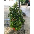 Syzygium myrtifolium / Eugenia oleina (1.0m to 1.1m height)