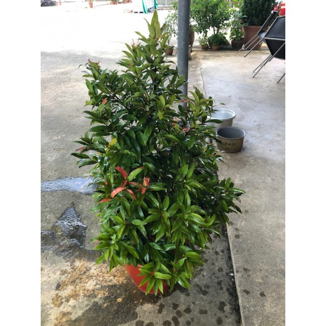 Syzygium myrtifolium / Eugenia oleina (1.0m to 1.1m height)