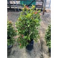 Syzygium myrtifolium / Eugenia oleina (1.0m to 1.1m height)