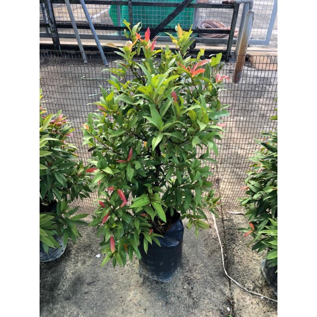 Syzygium myrtifolium / Eugenia oleina (1.0m to 1.1m height)