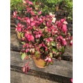 Hibiscus tricolor