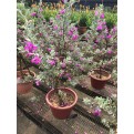 Leucophyllum frutescens (Texas Sage)
