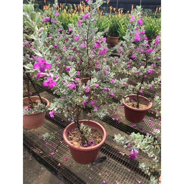 Leucophyllum frutescens (Texas Sage)