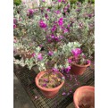 Leucophyllum frutescens (Texas Sage)