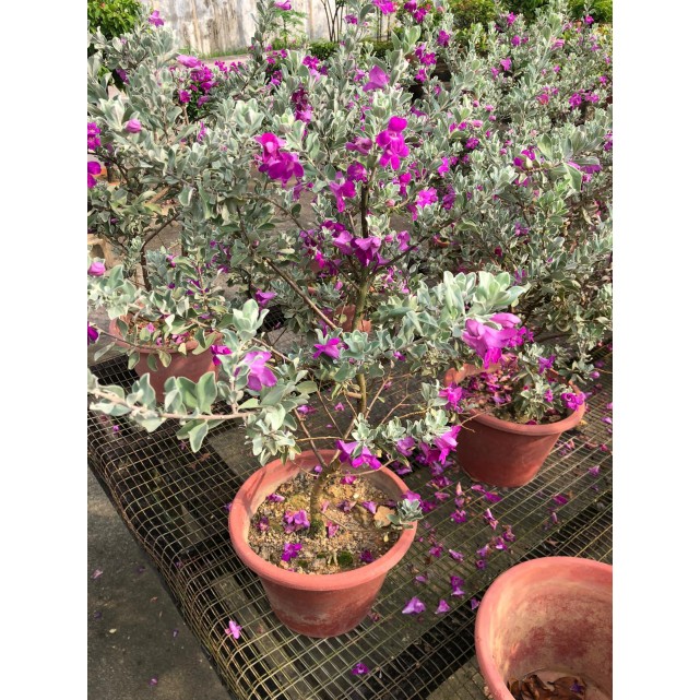 Leucophyllum frutescens (Texas Sage)