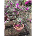 Leucophyllum frutescens (Texas Sage)
