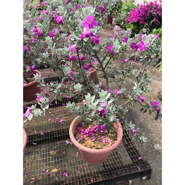 Leucophyllum frutescens (Texas Sage)