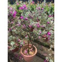 Leucophyllum frutescens (Texas Sage)