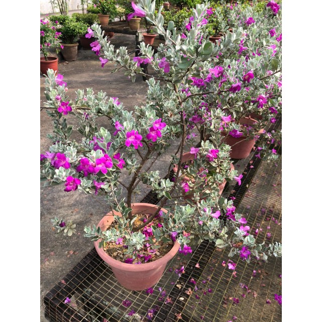 Leucophyllum frutescens (Texas Sage)